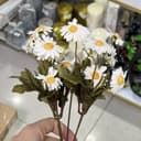 گل بابونه کد ۱۷۱۶